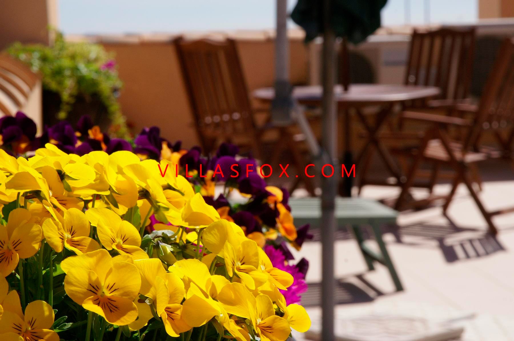 24_San_Miguel_de_Salinas_Apartment_in_Town_centre_by_Villas_Fox_best_estate_agents_61102cecdded3 24_San_Miguel_de_Salinas_Apartment_in_Town_centre_by_Villas_Fox_best_estate_agents_61102cecdded3