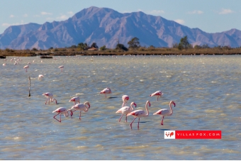 43-flamingoes-salt-lake-alicante-costa-blanca-villas-fox