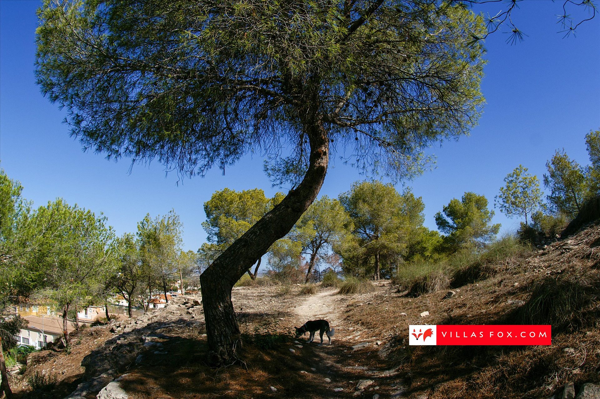 38-San Miguel de Salinas and Orihuela Costa is a great place to live-010