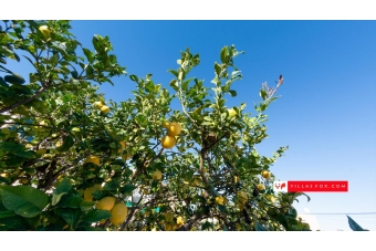62-Villas Mar_ vilă de vânzare, Las Comunicaciones, San Miguel de Salinas-69