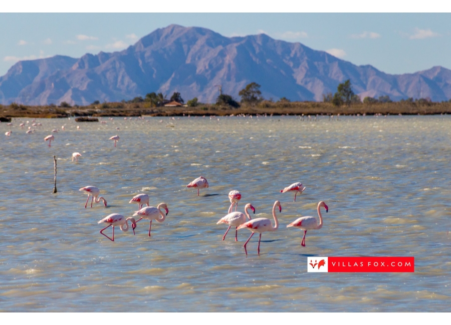 51-flamingoes-salt-lake-alicante-costa-blanca-villas-fox