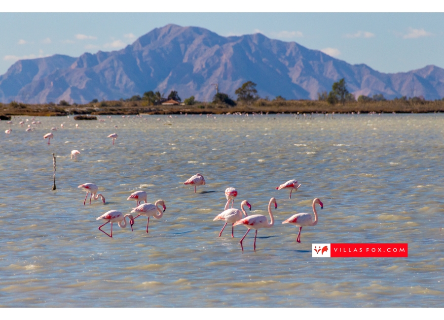 flamingoes-salt-lake-alicante-costa-blanca-villas-fox