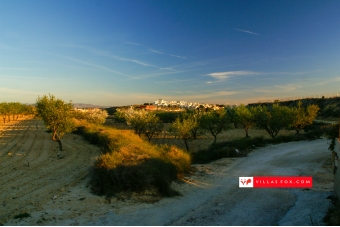 San Miguel de Salinas almendros flori de migdal flori-1
