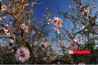 San Miguel de Salinas almendros flori de migdal flori-2