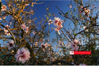 Best selection of properties in San Miguel de Salinas and Orihuela Costa by Villas Fox-002