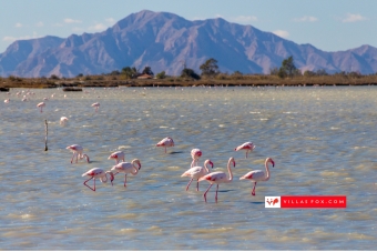 Best selection of properties in San Miguel de Salinas and Orihuela Costa by Villas Fox-062