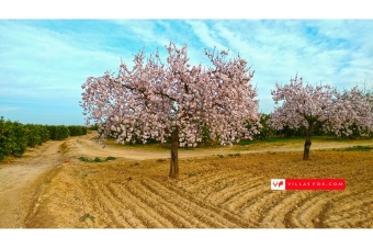 Best selection of properties in San Miguel de Salinas and Orihuela Costa by Villas Fox-143