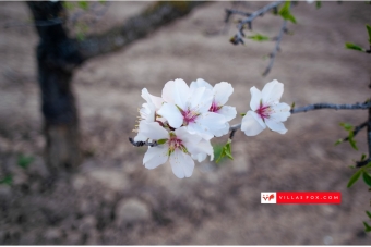Best selection of properties in San Miguel de Salinas and Orihuela Costa by Villas Fox-003