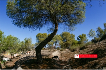Villas Fox - your local property experts!-026