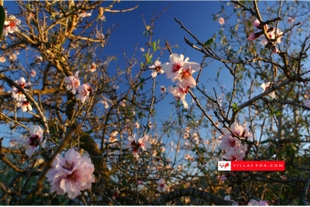 Generic stock photograph (San Miguel de Salinas and Orihuela Costa)-007