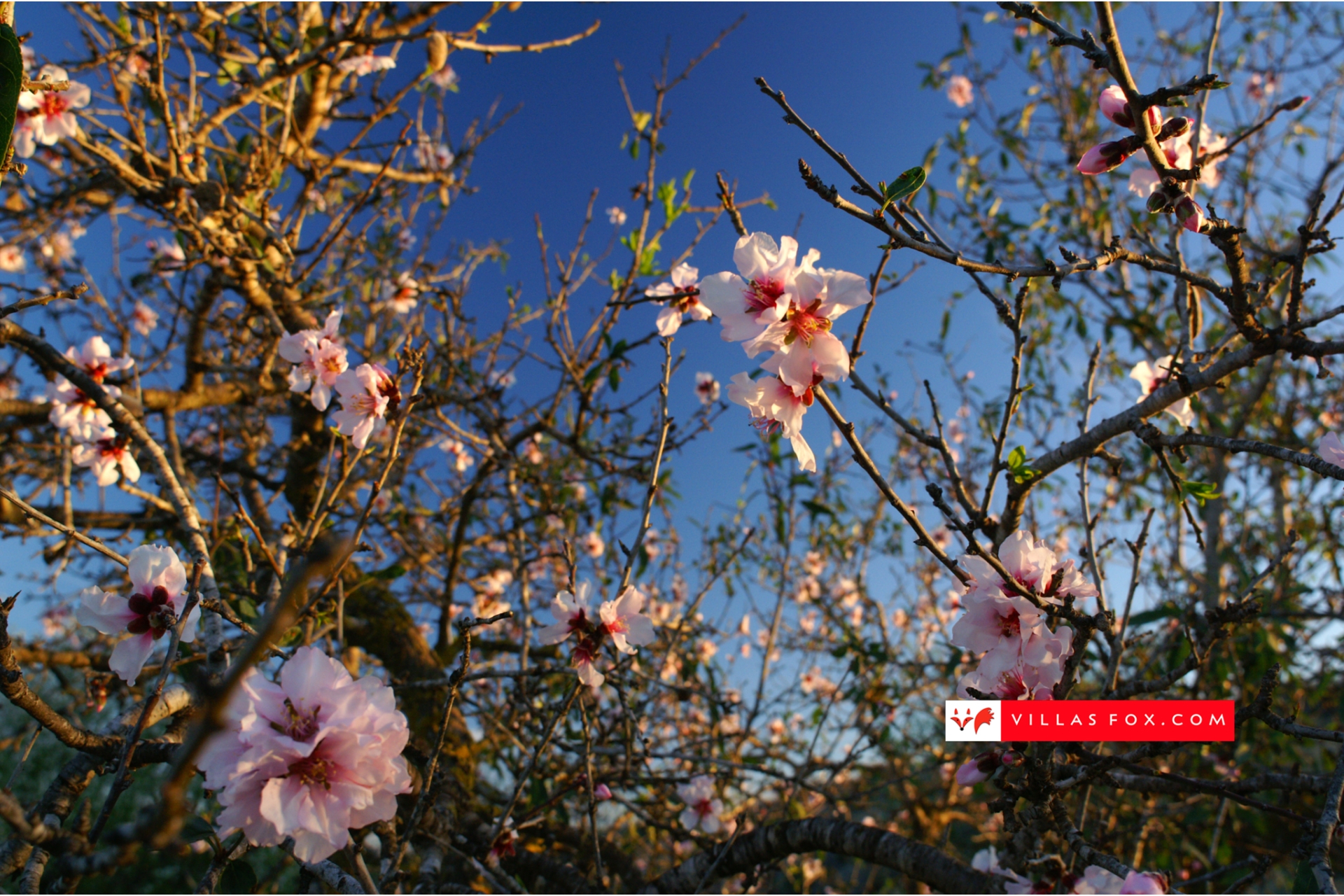 Fotografie de stoc generică (San Miguel de Salinas și Orihuela Costa)-007