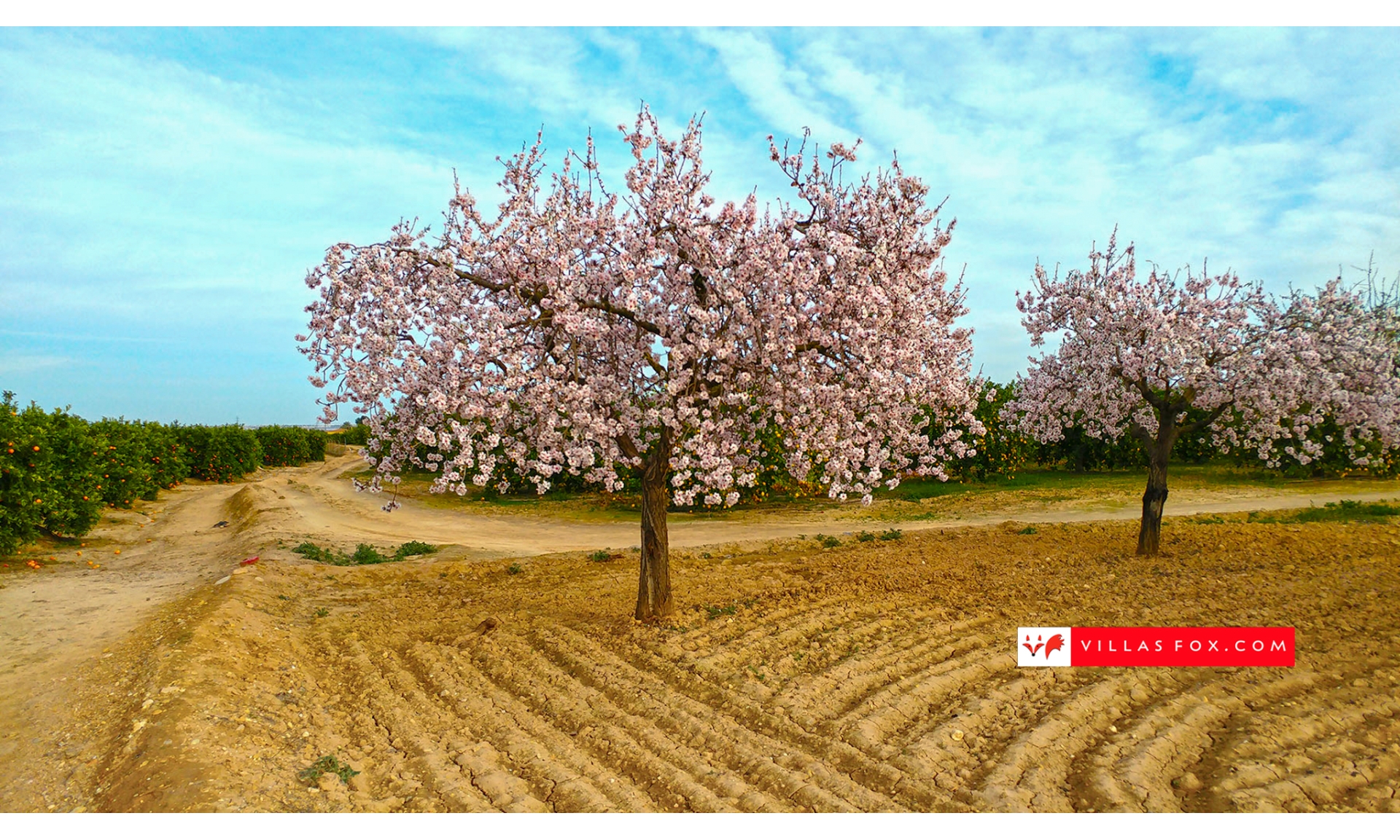 Fotografie de stoc generică (San Miguel de Salinas și Orihuela Costa)-157