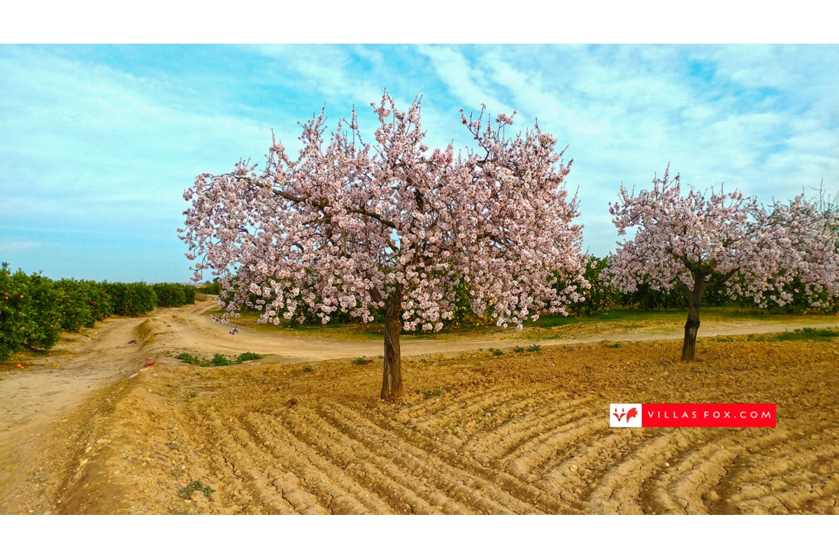 Generic stock photograph (San Miguel de Salinas and Orihuela Costa)-157 Generic stock photograph (San Miguel de Salinas and Orihuela Costa)-157