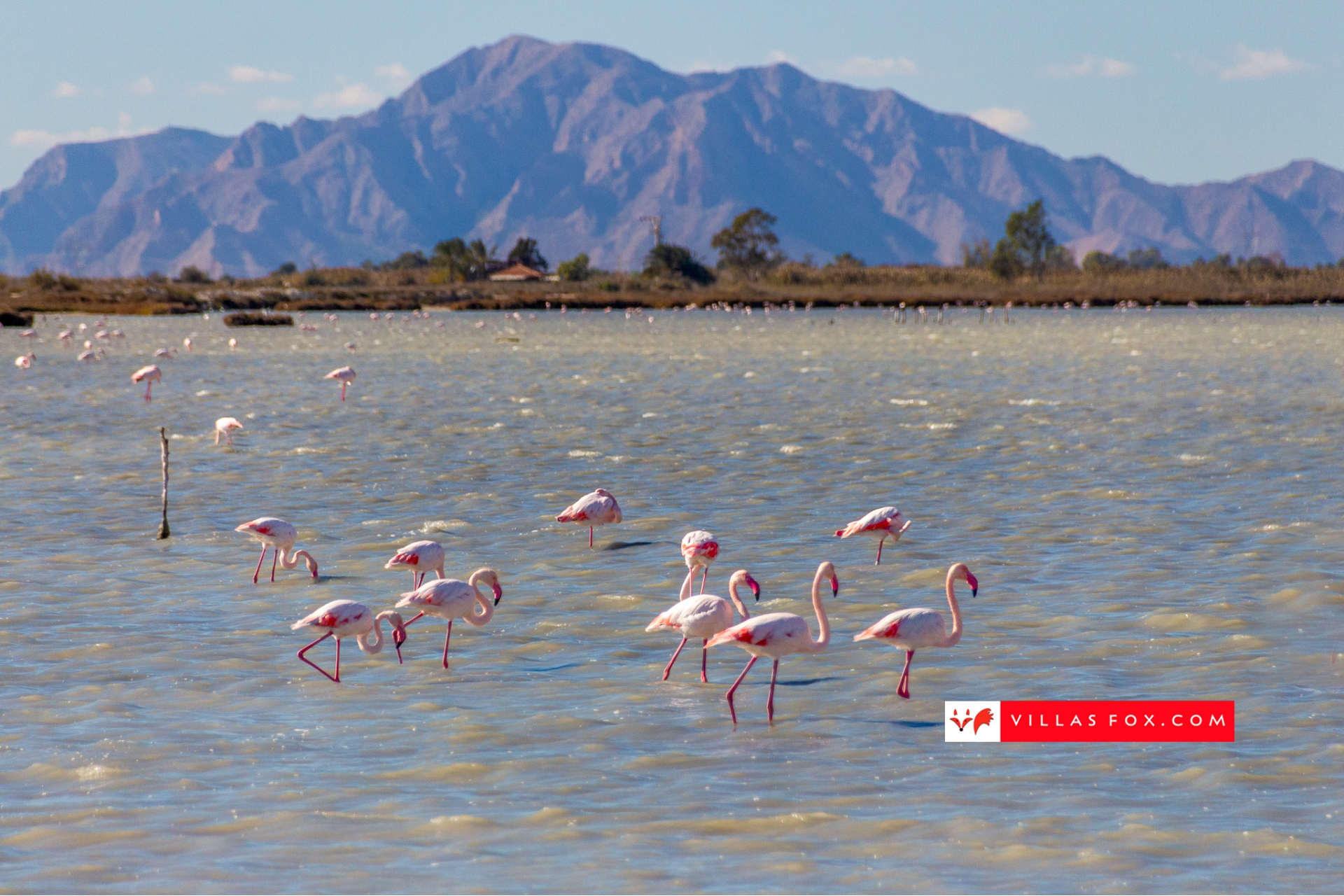 Stock photograph San Miguel de Salinas Orihuela Costa (c) Villas Fox S.L.-067