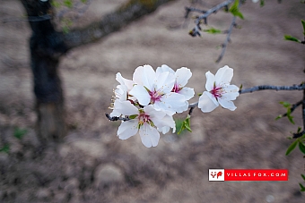 Stock photo San Miguel de Salinas Orihuela Costa-010