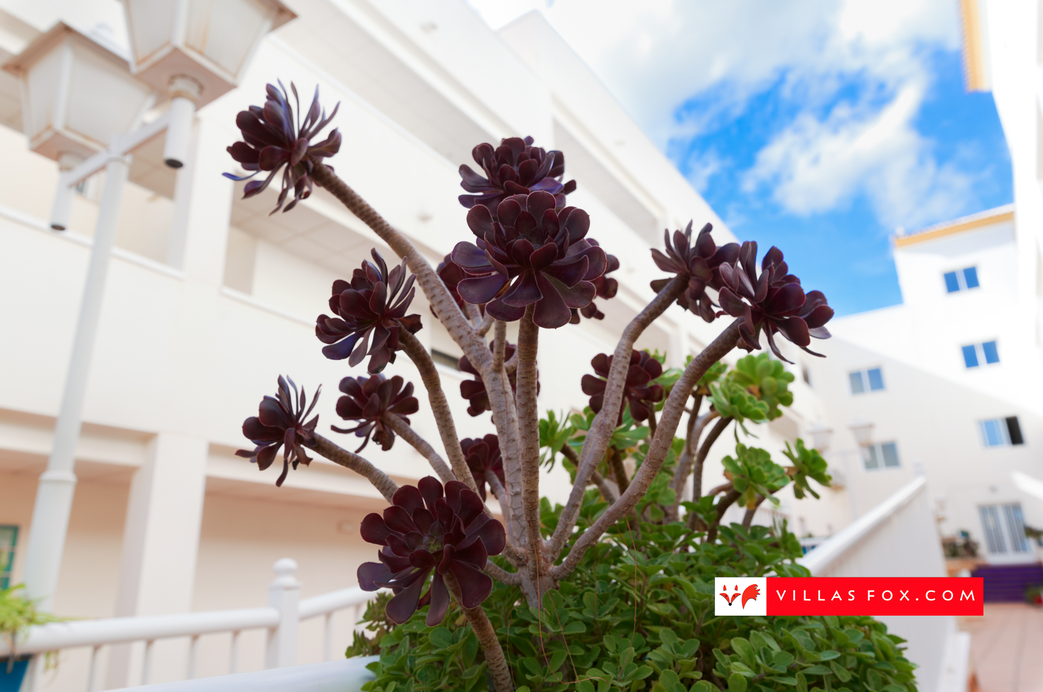 Apartament Costa Paraiso II de vanzare San Miguel de Salinas-69