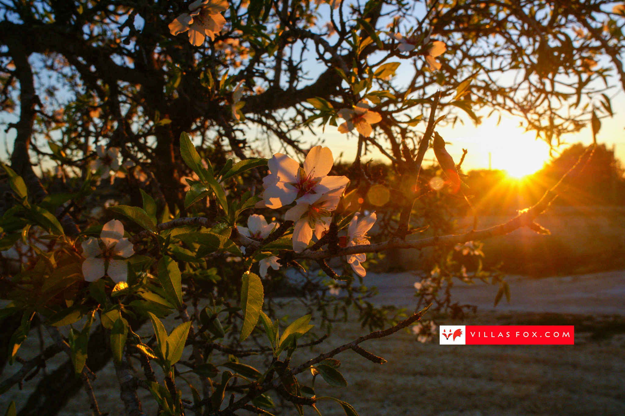 Stock photograph San Miguel de Salinas Orihuela Costa (c) Villas Fox S.L.-009