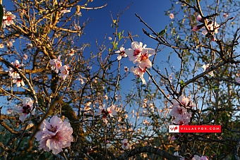 Generic stock photograph (San Miguel de Salinas and Orihuela Costa)-007