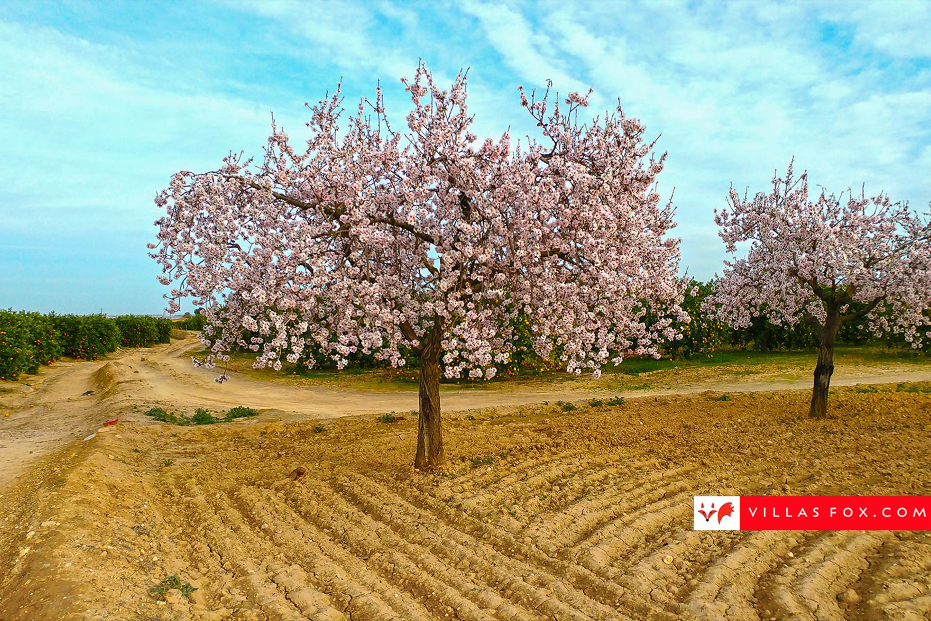 43-almendro_large_1800