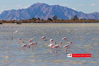 48-flamingoes-salt-lake-alicante-costa-blanca-villas-fox