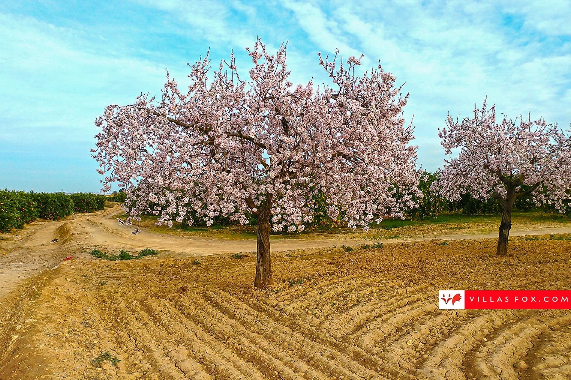 Stock photograph San Miguel de Salinas Orihuela Costa (c) Villas Fox S.L.-157