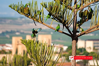 San Miguel de Salinas Las Comunicaciones villas for sale casas maisons chalets-57