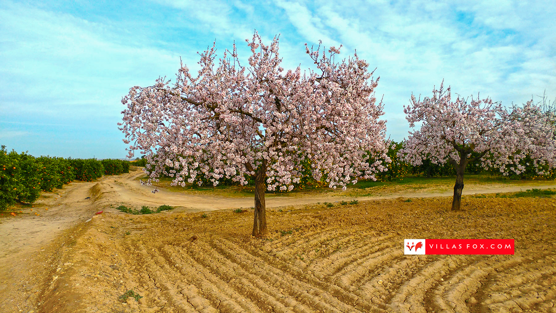 almendro_large_1800