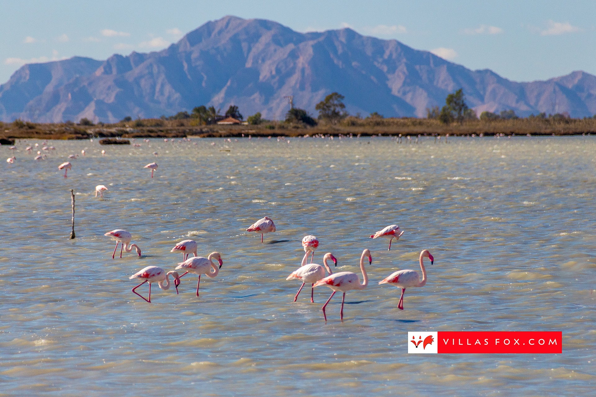 Stock photo San Miguel de Salinas Orihuela Costa-070