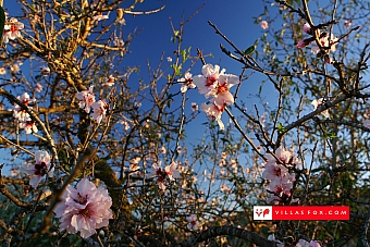 Stock photo San Miguel de Salinas Orihuela Costa-009