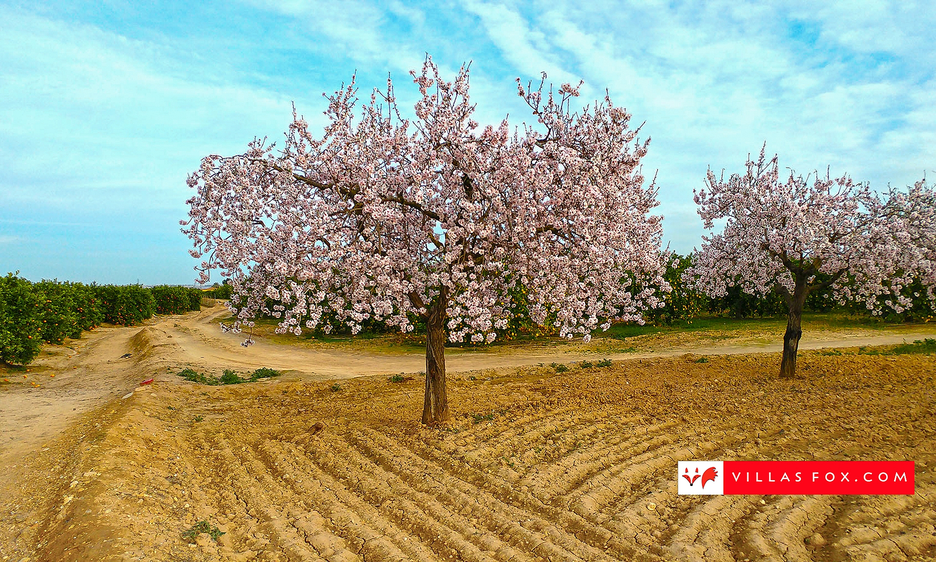Stock photo San Miguel de Salinas Orihuela Costa-162