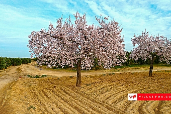 Stock photo San Miguel de Salinas Orihuela Costa-162