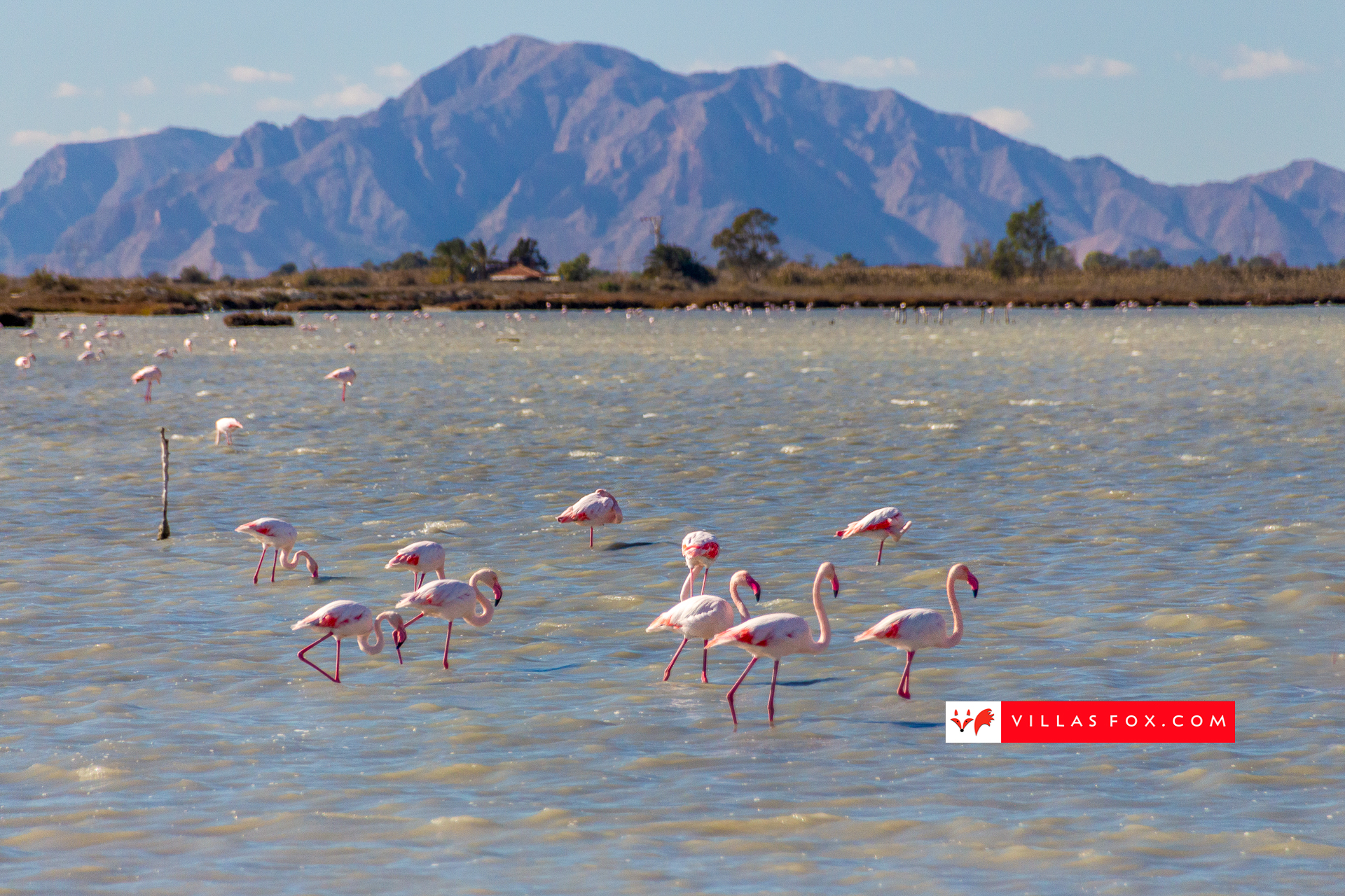 flamingoes-salt-lake-alicante-costa-blanca-villas-fox