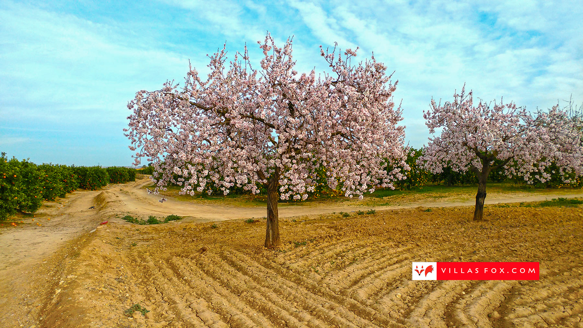 almendro_large_1800