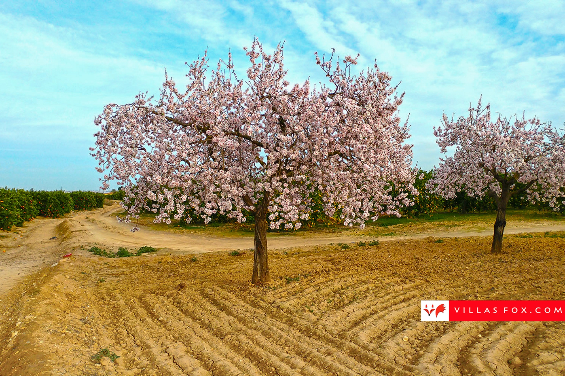 almendro_large_1800