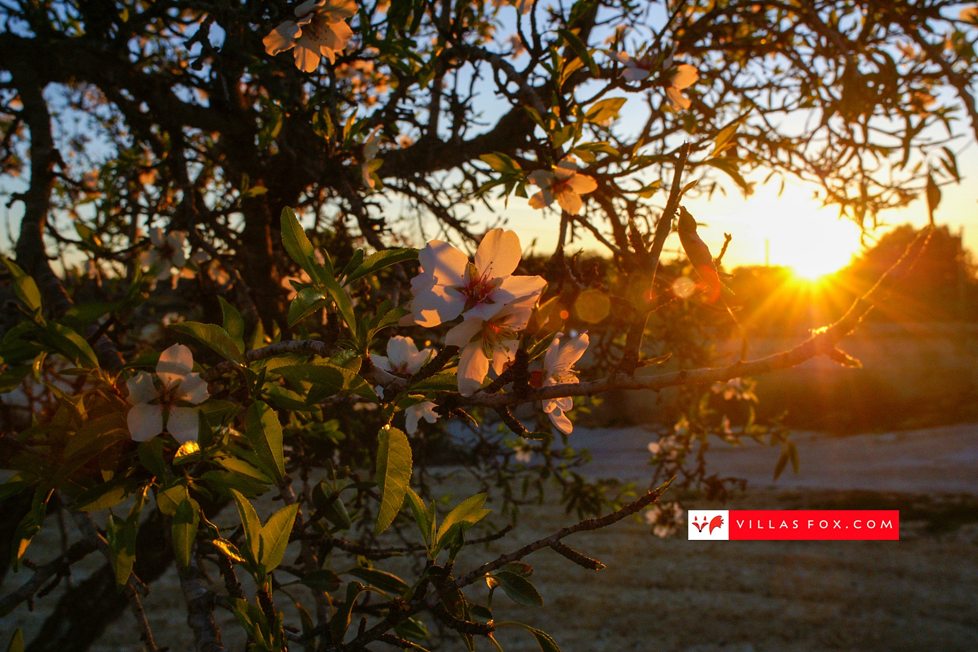 Generic stock photograph (San Miguel de Salinas and Orihuela Costa)-009