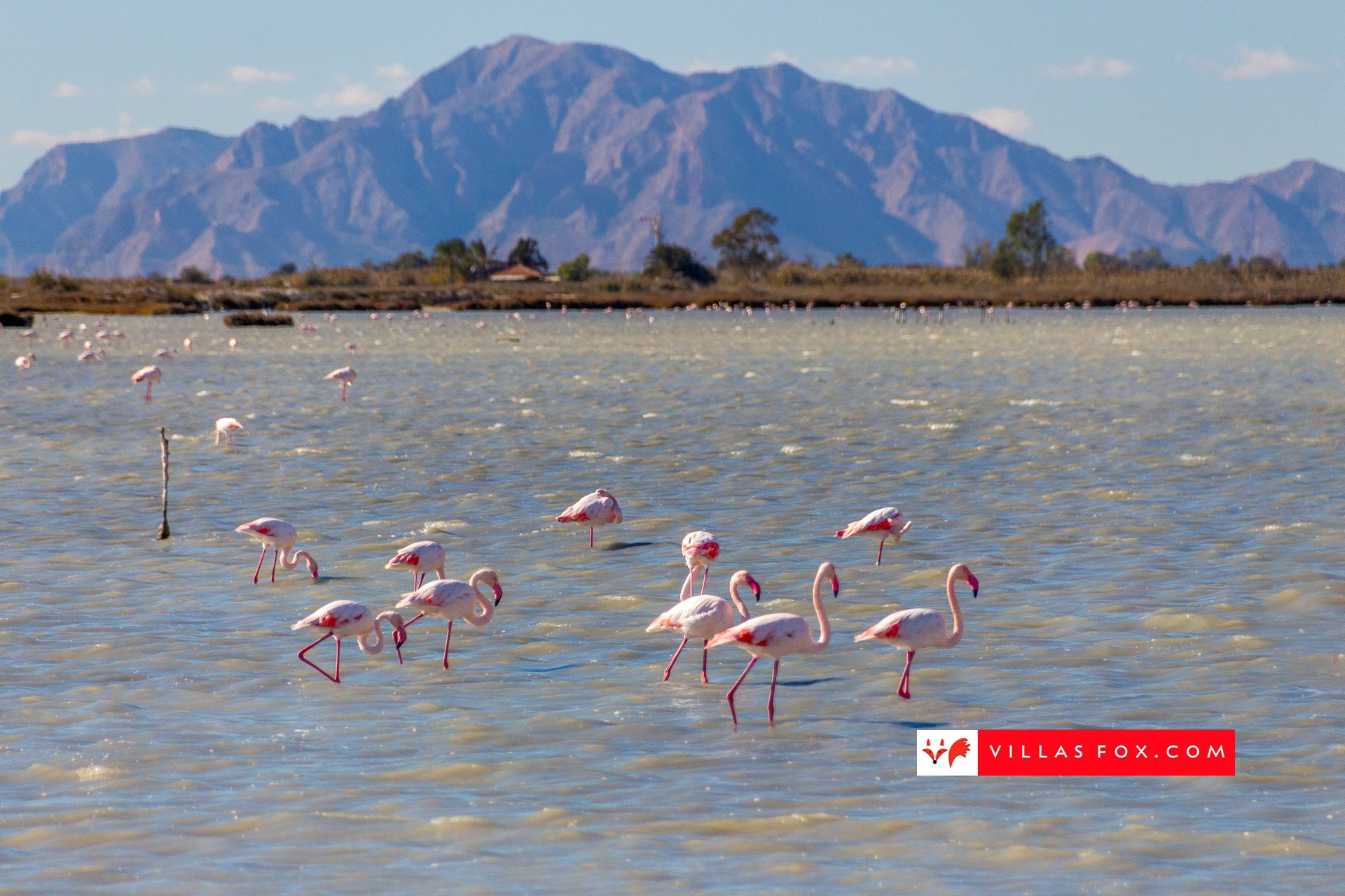 61-flamingoes-salt-lake-alicante-costa-blanca-villas-fox