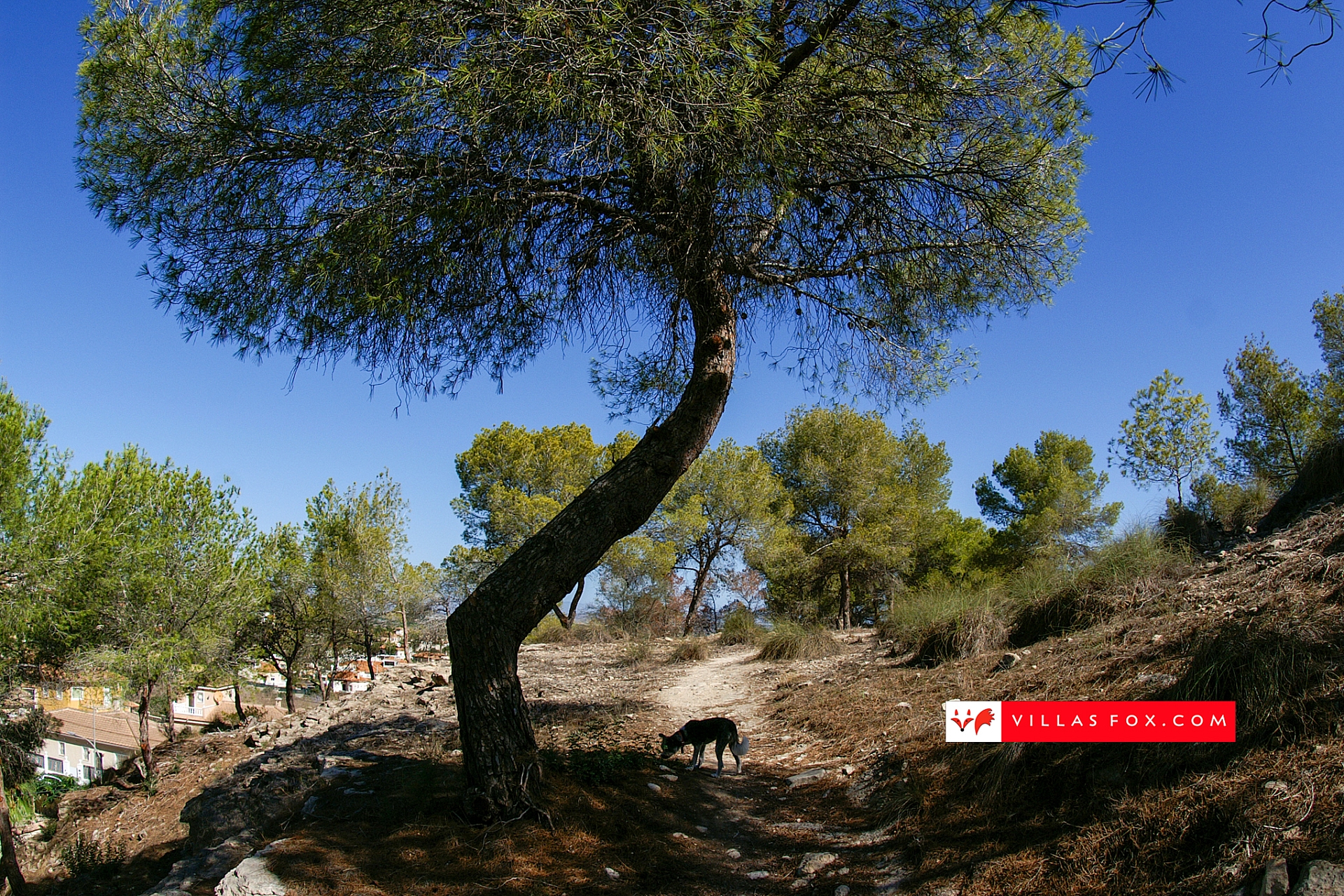 Generic stock photograph (San Miguel de Salinas and Orihuela Costa)-027