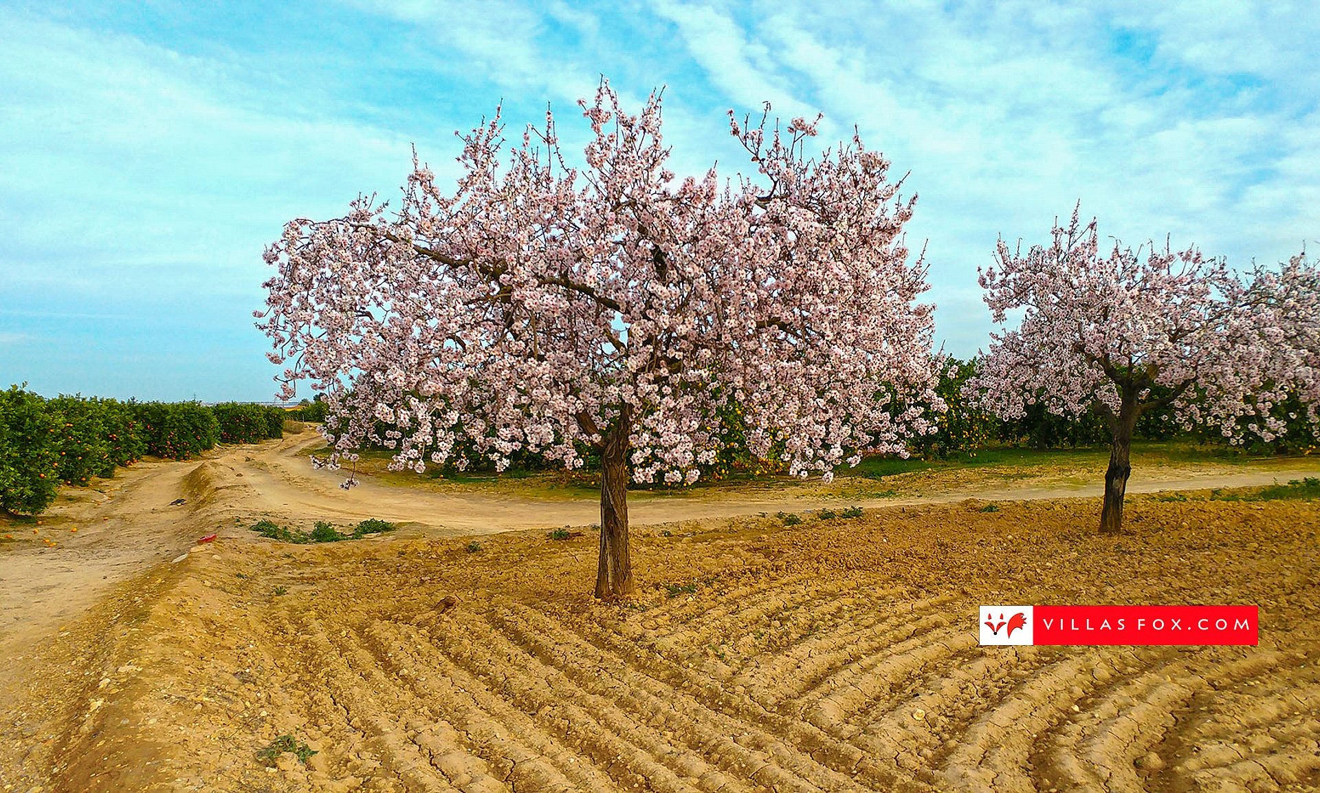Generic stock photograph (San Miguel de Salinas and Orihuela Costa)-157