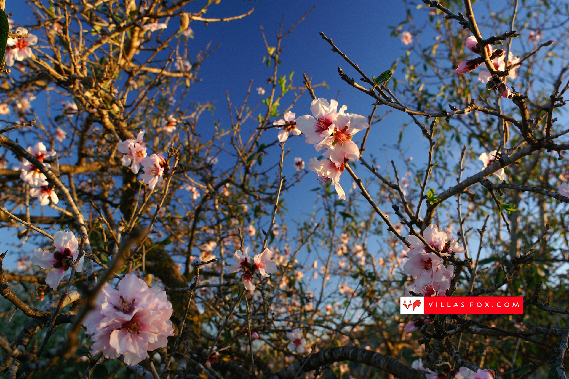 Generic stock photograph (San Miguel de Salinas and Orihuela Costa)-007